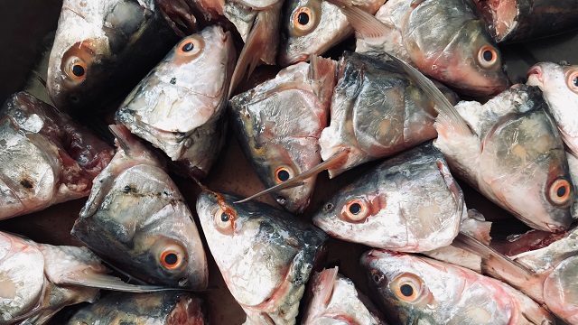 Several fish head backgrounds cut out
