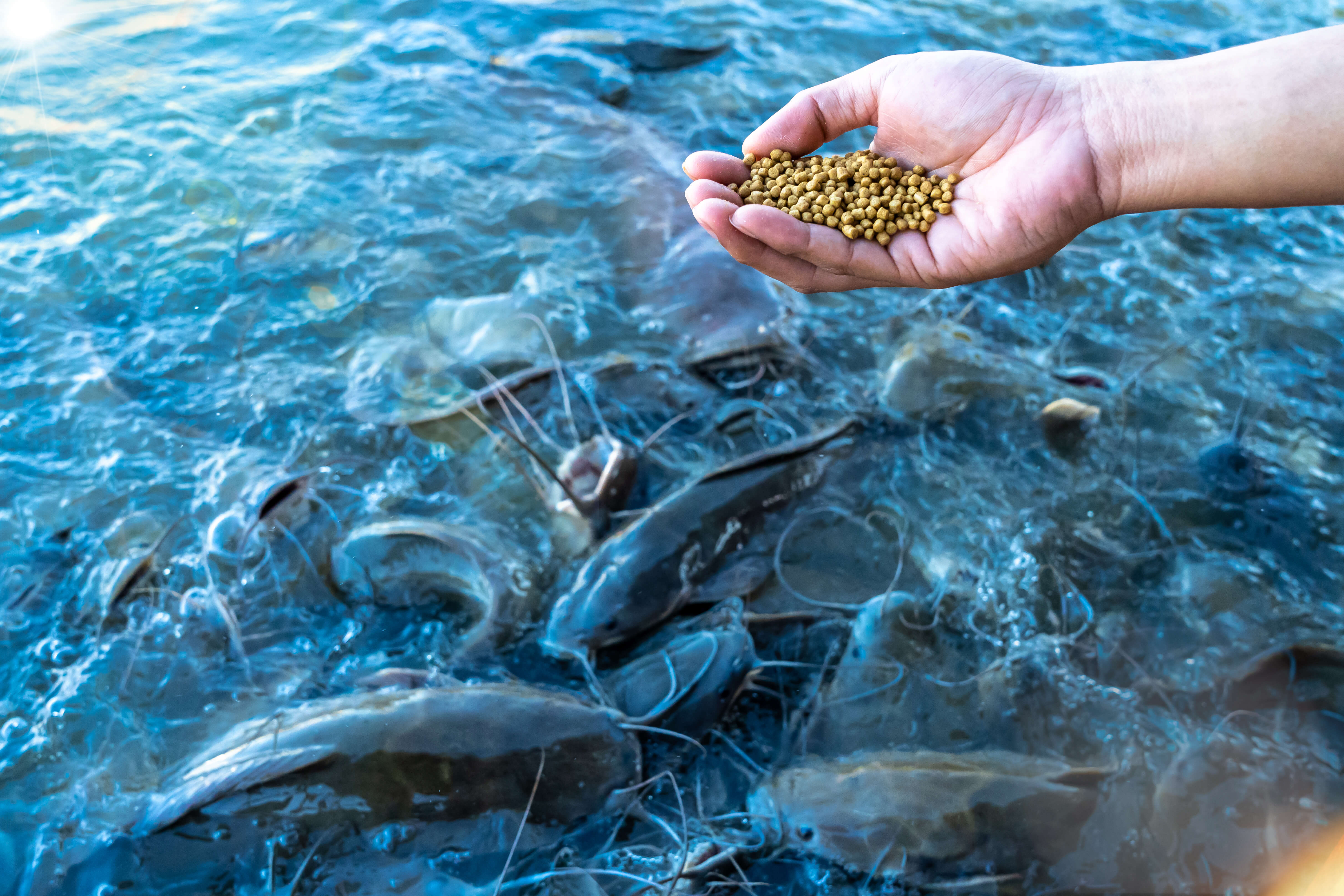 A man feeds a lot of big catfish in the pond by hand