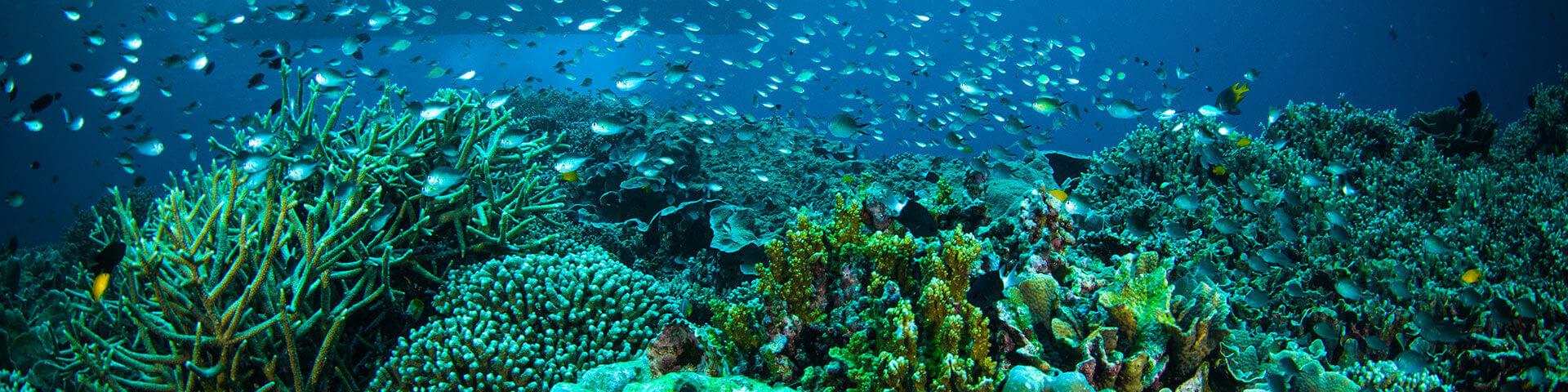 ballast water treatment 