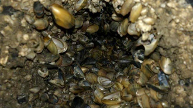 Mussel-clogged surface without biofouling management