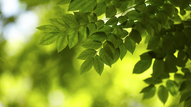 Chemical pulp mill 640x360