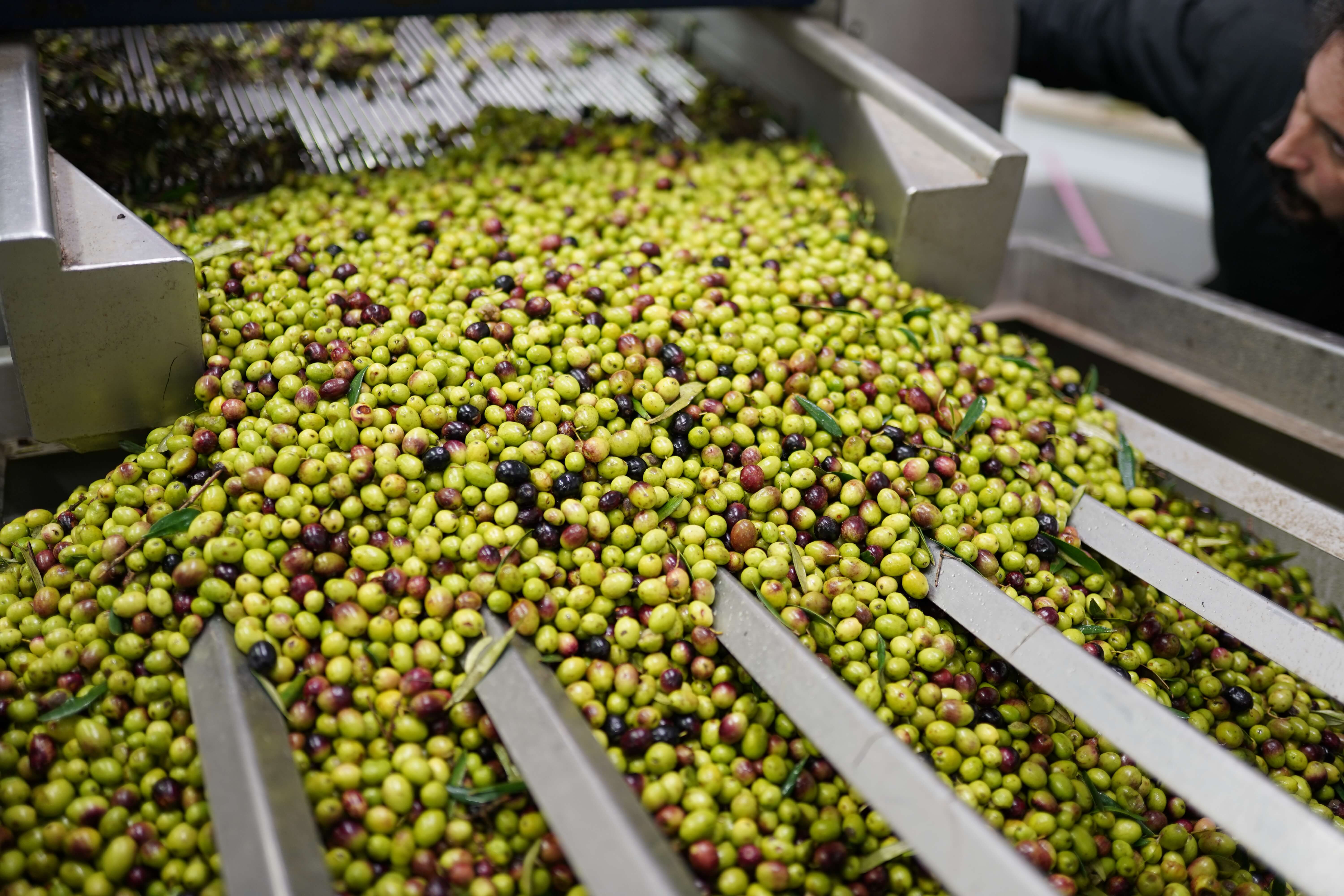green purple olives