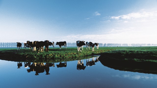 cows_640x360.jpg