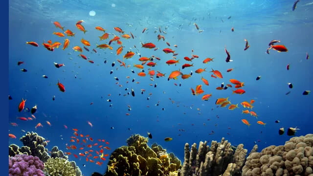 Solution de traitement eaux de cale et de ballast