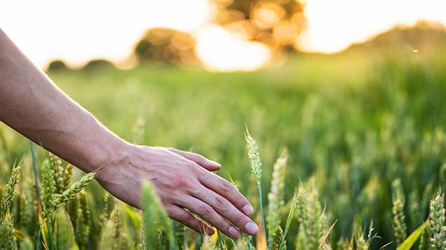 Wheat_on_hand_smaller.jpg